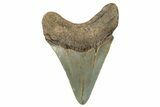 Fossil Megalodon Tooth - North Carolina #258052-1
